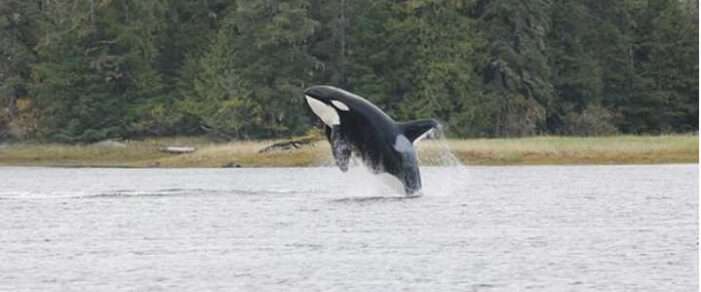 Coffman Cove Residents Help Free Two Killer Whales From Barnes Lake