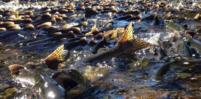 DNA analysis reveals pink salmon swim home with incredible accuracy