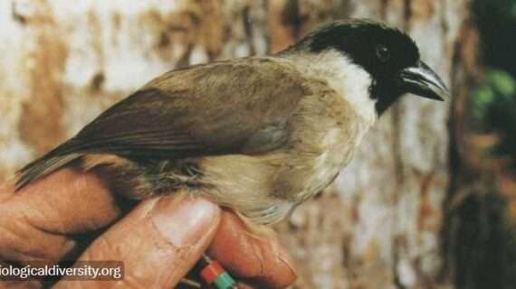 ‘A Wake-Up Call’: 21 Species Declared Extinct by US