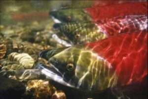 Sockeye salmon. Credit: NOAA Fisheries

