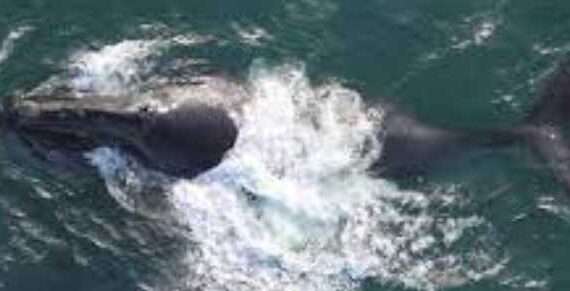 Warming waters of the Arctic could pose a threat to Pacific right whales