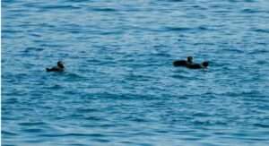 Photo: Whistler ducks in Chiniak Bay, 2021, AM725