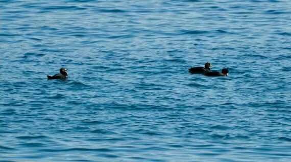 Whistler Duck/Scoter-Alutiiq Word of the Week-October 22nd