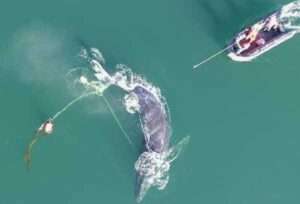 The team approaches the whale with specialized tools to remove the gear. This aerial drone image shows the complexity of the entanglement through the mouth and wrapped around the flukes. Credit: Sean Neilson, used with permission. Taken under NOAA MMHSRP Permit No. 24359
