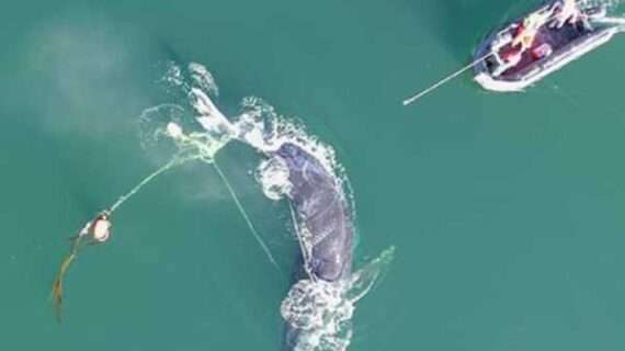 Successful Effort to Rescue an Entangled Humpback Whale