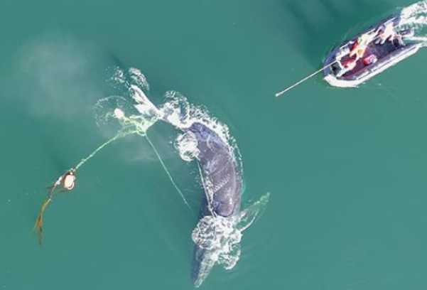 Successful Effort to Rescue an Entangled Humpback Whale