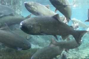 Spring Chinook Salmon. Credit: Michael Humling, U.S. Fish & Wildlife Service