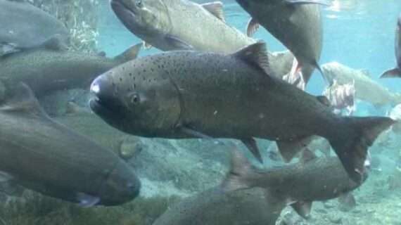 NOAA Fisheries Denies Request for Emergency Action on Bering Sea Chinook Salmon Bycatch