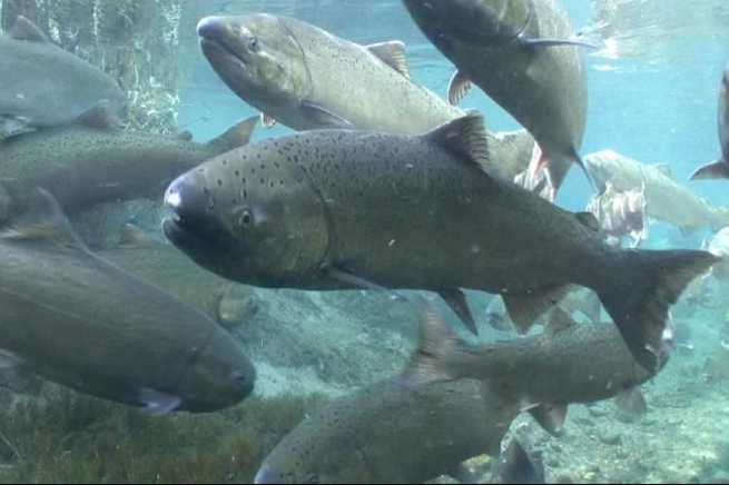 Alaska Salmon Research Task Force