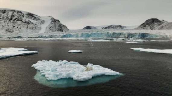 Rising sea temperatures lead to reduction in polar bears since the last ice age