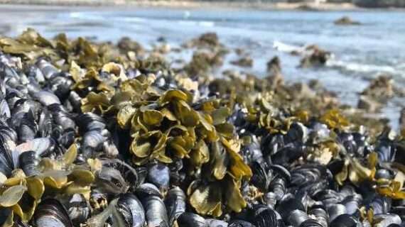 New funding expands harmful algal bloom research in Kodiak waters