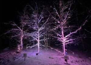 Three Birch trees in a field at the University of Alaska-Fairbanks. Image-Alyssa Enriquez