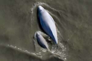 Cook Inlet beluga mother and calf in turbid, or cloudy, waters.Paul Wade/NOAA Fisheries

