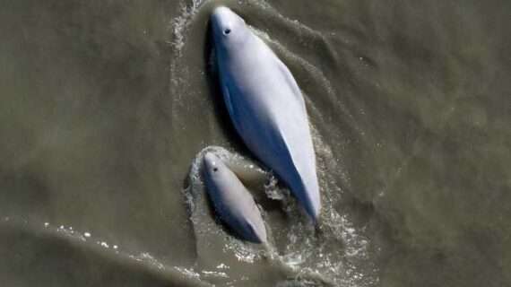 Beluga whales’ calls may get drowned out by shipping noise in Alaska’s Cook Inlet