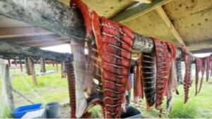 Salmon dries on a rack in Quinhagak, Alaska in July 2023.    (Image credit: Alice Bailey)
