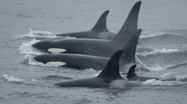 A pod of killer whales in Alaska waters. Credit: NOAA Fisheries/Kim Parsons
