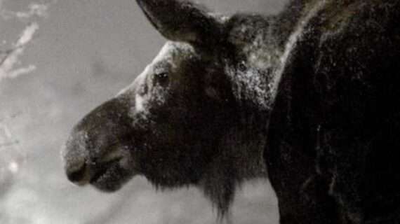 Man Attacked by Moose in Soldotna