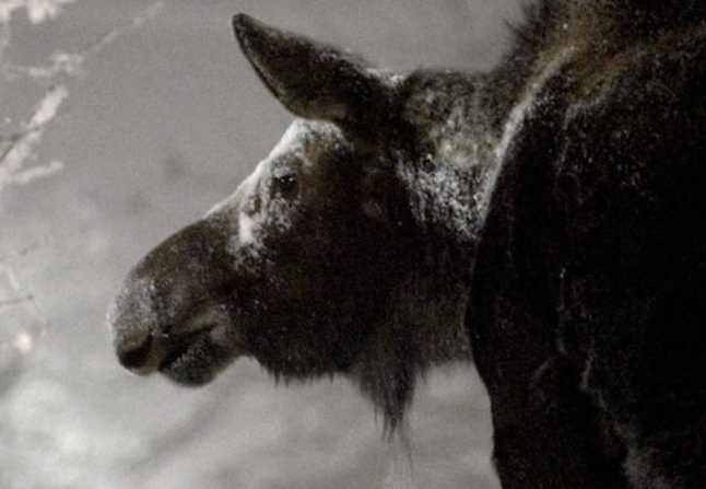 Man Attacked by Moose in Soldotna