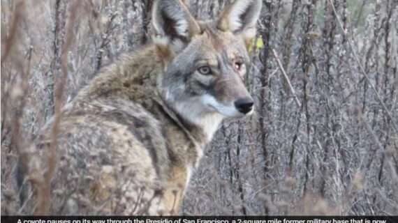 The coyotes of San Francisco