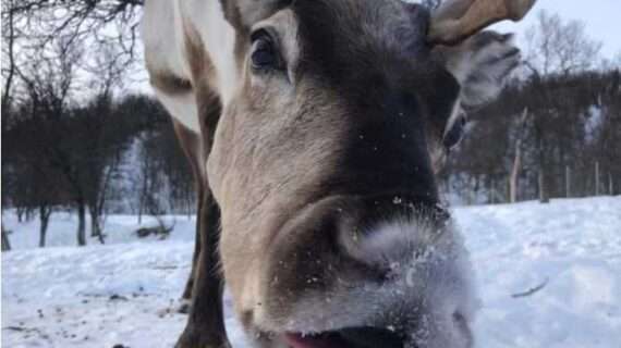 Reindeer sleep while chewing their cud