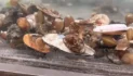 Researchers confirm cause of Earth’s biggest mass extinction