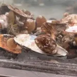 Studying the metabolism of living brachiopods like these collected from San Juan Island, Washington, allowed Stanford researchers to understand how the physiology of the modern fauna and Paleozoic fauna may have differed and how these groups would have been differentially impacted by oxygen and temperature changes during the Permian–Triassic mass extinction. (Image credit: Erik Sperling)