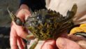 Registration opens for 2026 Alaska Invasive Species Workshop