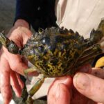 Photo courtesy of the U.S. Fish and Wildlife Service The European green crab — displayed here as part of an invasive species identification campaign in Washington state — is spreading northward along the Southeast Alaska coast and will be a major topic of discussion at the 2026 Alaska Invasive Species Workshop. The invasive European green crab competes with Dungeness crab and harms eelgrass beds in Alaska.