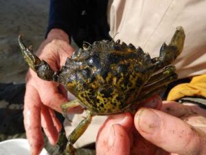 Photo courtesy of the U.S. Fish and Wildlife Service
The European green crab — displayed here as part of an invasive species identification campaign in Washington state — is spreading northward along the Southeast Alaska coast and will be a major topic of discussion at the 2026 Alaska Invasive Species Workshop. The invasive European green crab competes with Dungeness crab and harms eelgrass beds in Alaska.