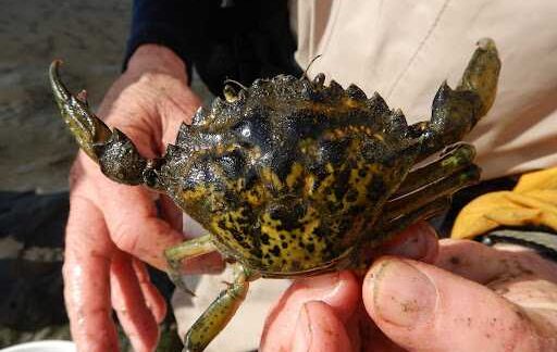 Registration opens for 2026 Alaska Invasive Species Workshop