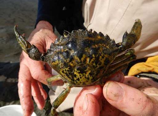 Registration opens for 2026 Alaska Invasive Species Workshop