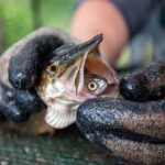 Photo courtesy of Alaska Department of Fish and Game A captured northern pike holds a juvenile coho salmon in its mouth. Pike are apex predators that have been introduced to Southcentral Alaska, where they have become an invasive problem.