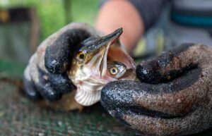 Photo courtesy of Alaska Department of Fish and Game
A captured northern pike holds a juvenile coho salmon in its mouth. Pike are apex predators that have been introduced to Southcentral Alaska, where they have become an invasive problem.
