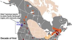Parasitic tapeworm — a risk to domestic dogs and humans — found in coyotes