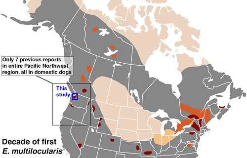 Parasitic tapeworm — a risk to domestic dogs and humans — found in coyotes
