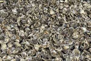 Juvenile Pacific oysters grown in the cold and phytoplankton rich waters of Southeast Alaska. Credit: NOAA Fisheries.
