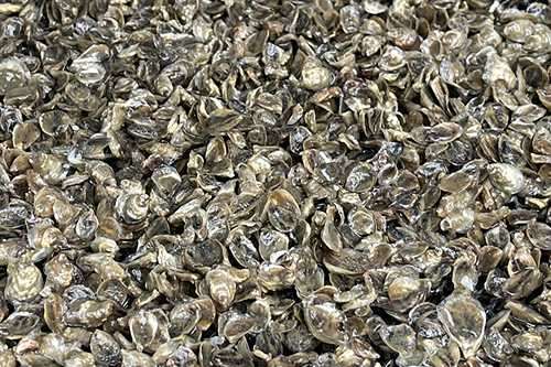 Exploring the Upsides and Obstacles of Growing Pacific Oysters in Alaska’s Cold Waters
