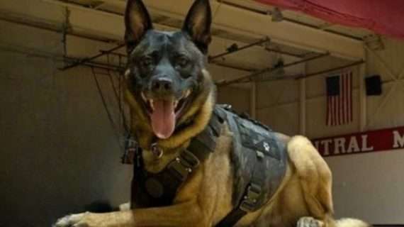 K9 Hank Apprehends Absconder on Northern Lights Sunday Night