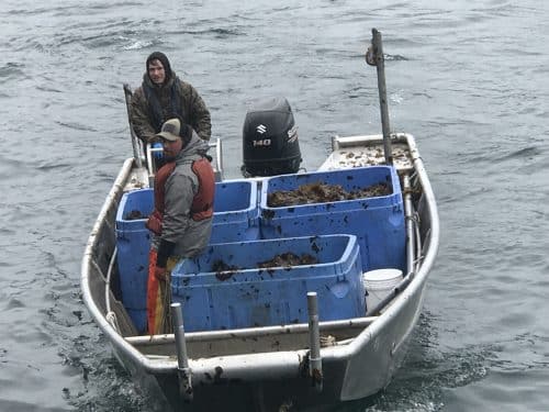 Seaweed Farmers in Alaska Gear Up for Large Haul