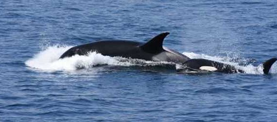Southern Alaska killer whales eat a remarkably diverse diet