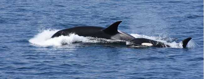 Photo by Dan Olsen/North Gulf Oceanic Society and Hannah Myers/UAF. An adult female killer whale demonstrates a tight turn at the surface characteristic of a fish chase, with her calf in tow.