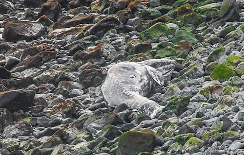 Dead Gray Whale Found on Kodiak Island, Alaska’s Third