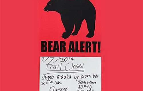 Jogging Kenai Woman Seriously  Injured in Bear Attack
