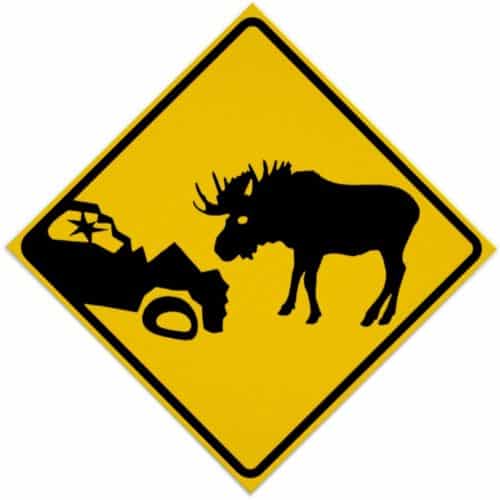 Darkness, Lack of Snow Increase Moose-Automobile Collision Risks