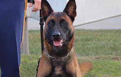 Northstar Center Escapee Captured with K9 Lenox’s Assistance