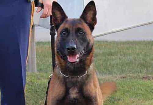 K9 Lenox Ends Fairbanks Suspect with Warrant Run from Troopers