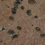 Photo: Limpets in the intertidal zone of Kodiak Island.
