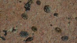 Limpet-Alutiiq Word of the  Week