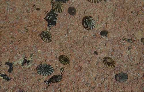 Limpet-Alutiiq Word of the  Week