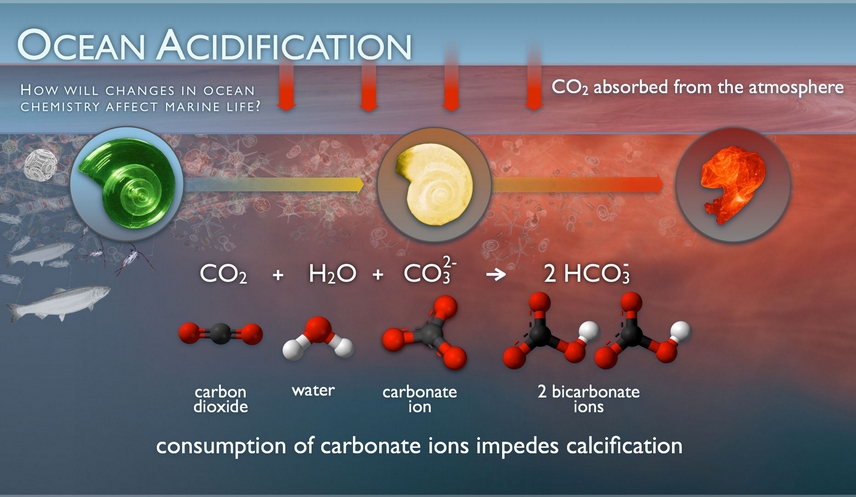 Bipartisan Bill Introduced to Combat Ocean Acidification